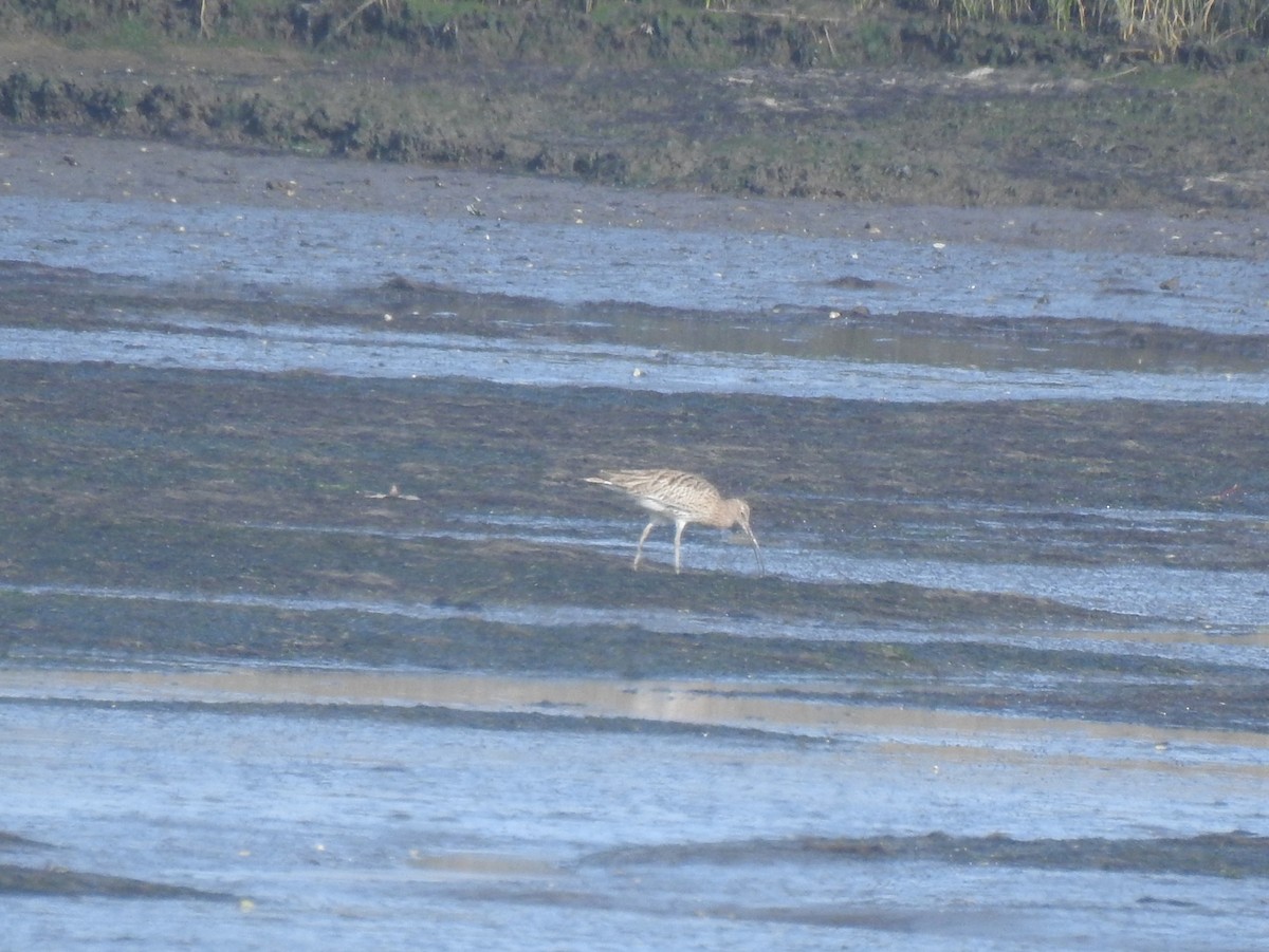 ダイシャクシギ - ML645347421