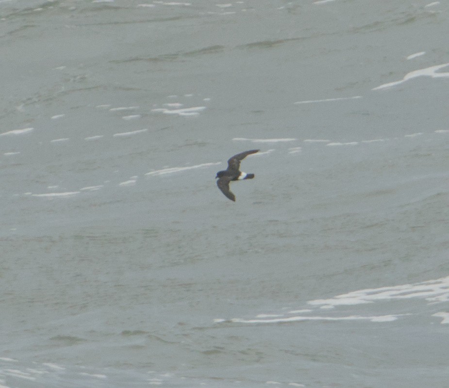 European Storm-Petrel - ML645347429