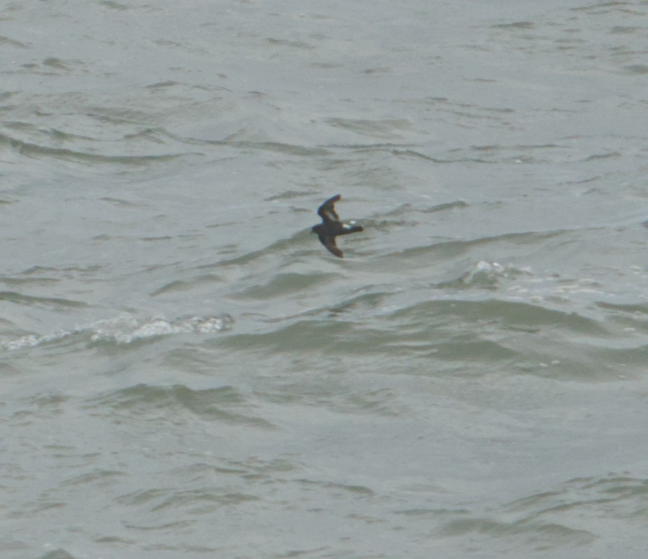 European Storm-Petrel - ML645347430