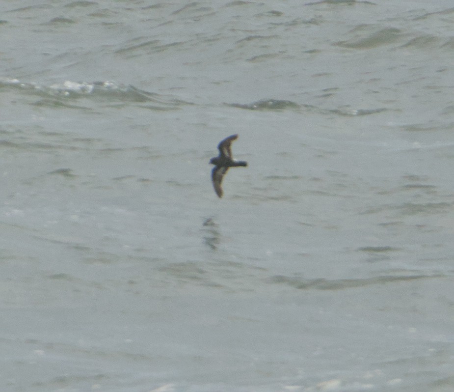 European Storm-Petrel - ML645347431