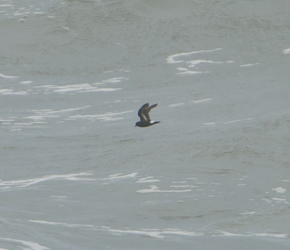 European Storm-Petrel - ML645347432