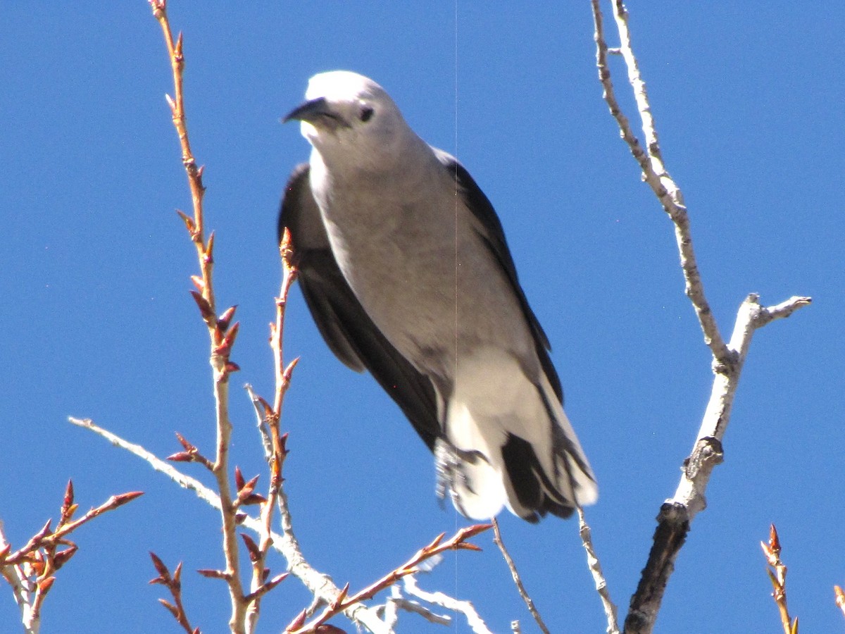 Clark's Nutcracker - ML645347437