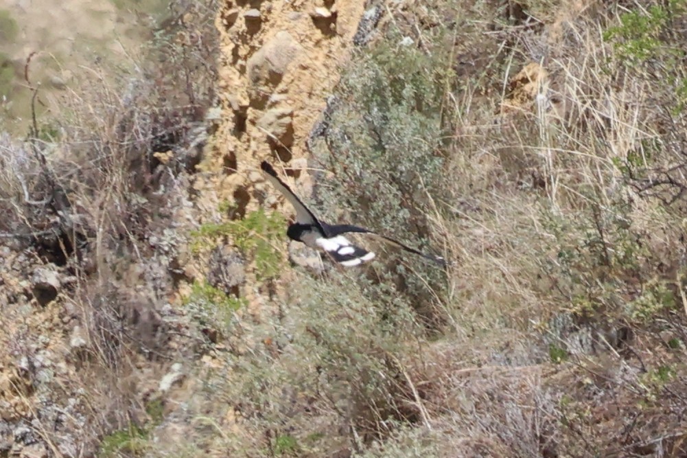 Mountain Caracara - ML645347443