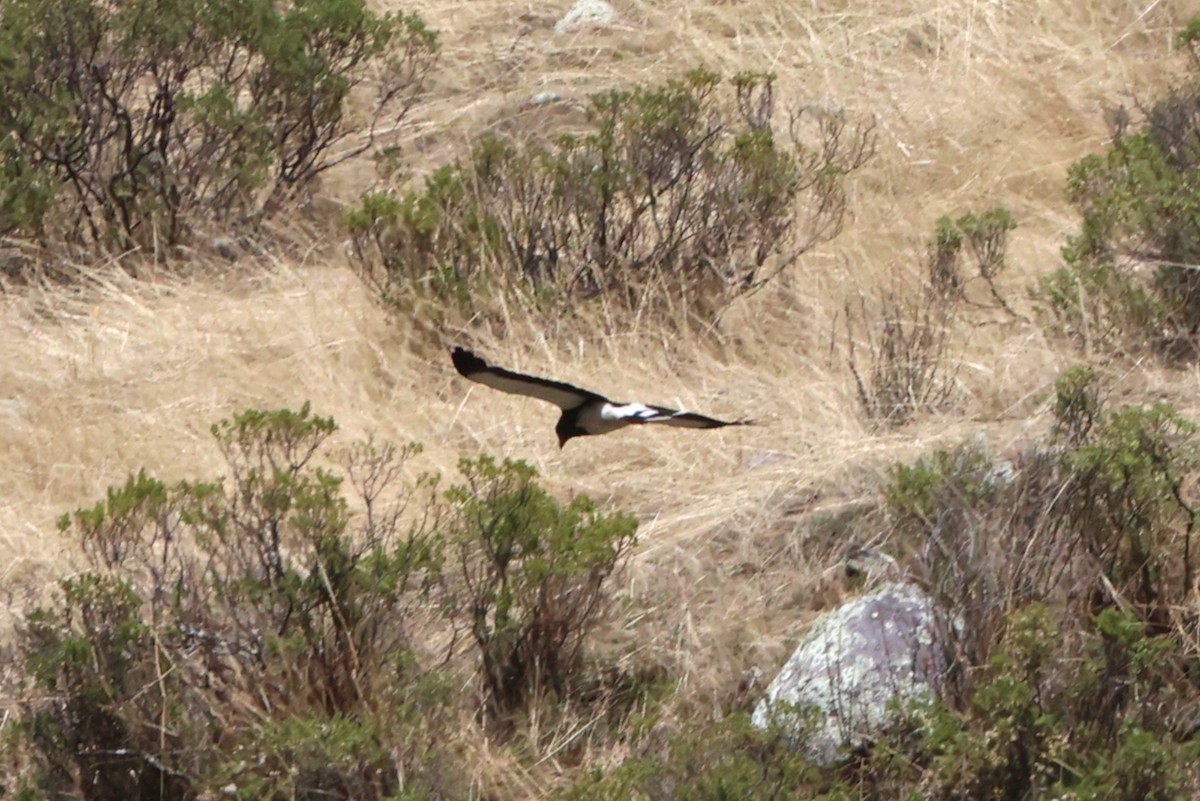 Mountain Caracara - ML645347445
