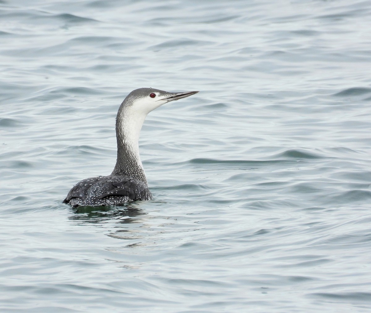 アビ - ML645347451