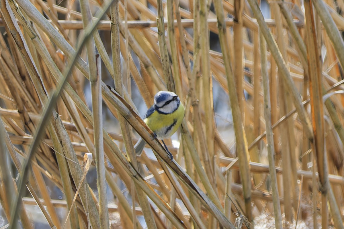 sýkora modřinka - ML645347463