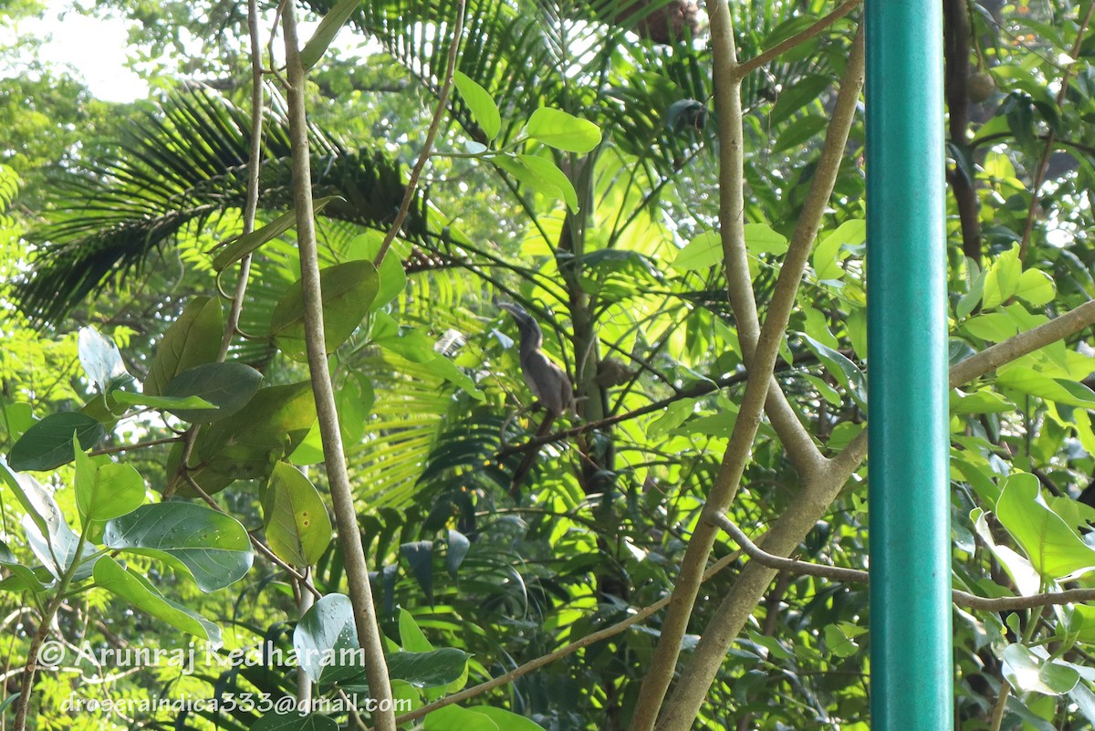 Indian Gray Hornbill - ML645347469