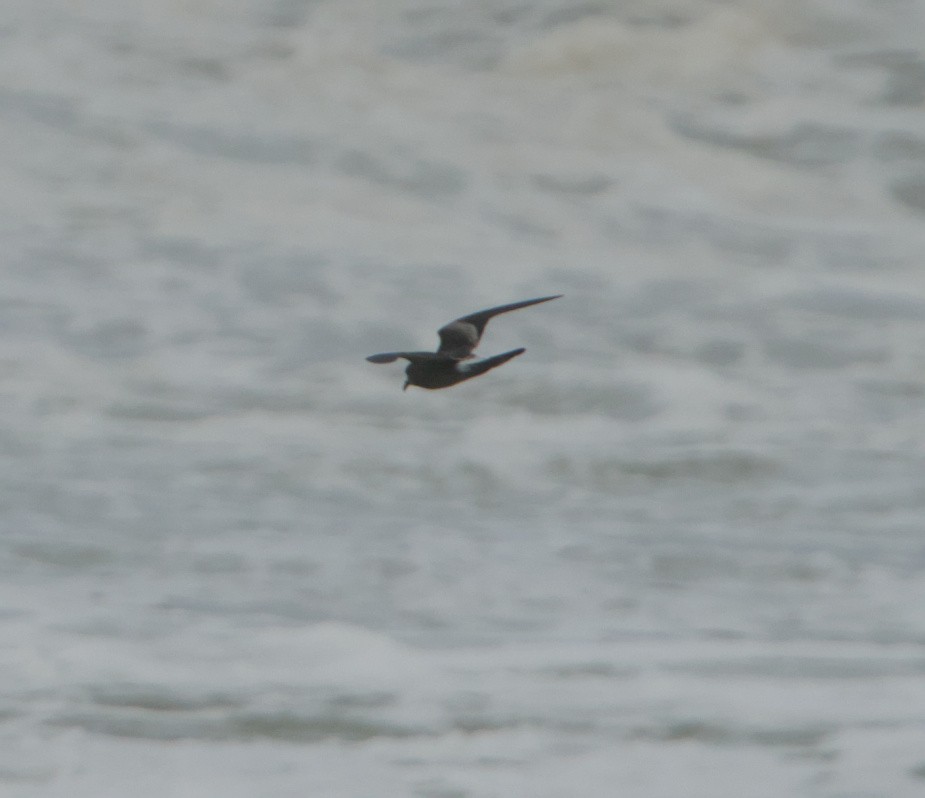 Leach's Storm-Petrel - ML645347480