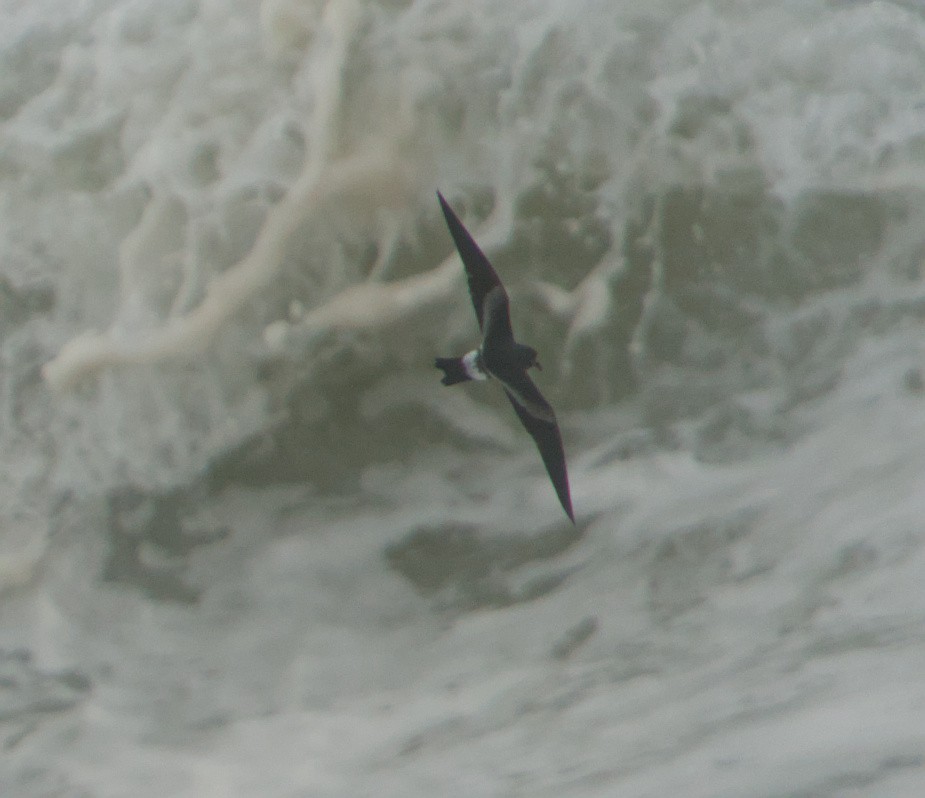 Leach's Storm-Petrel - ML645347481