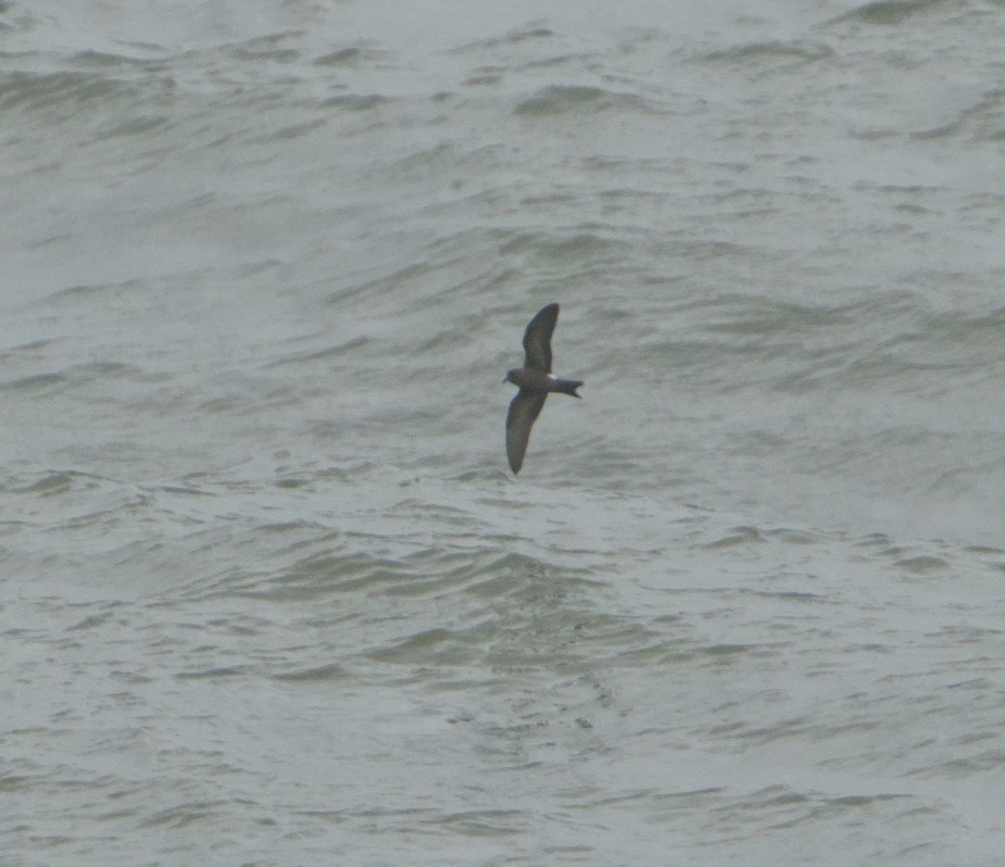 Leach's Storm-Petrel - ML645347482
