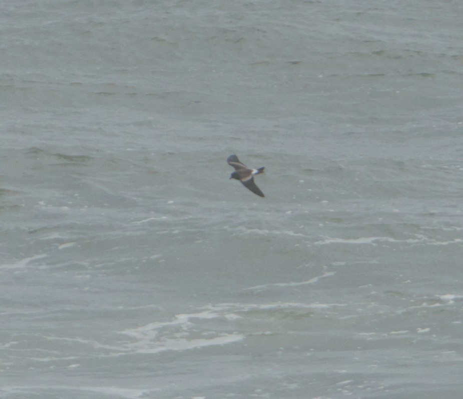 Leach's Storm-Petrel - ML645347483