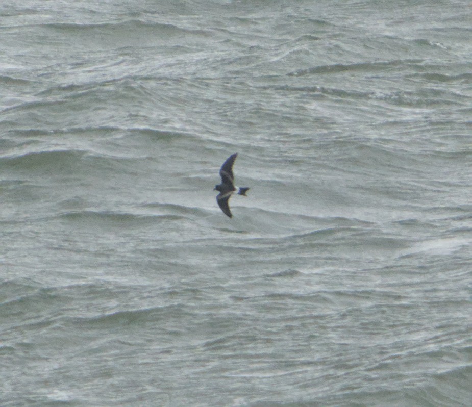 Leach's Storm-Petrel - ML645347484