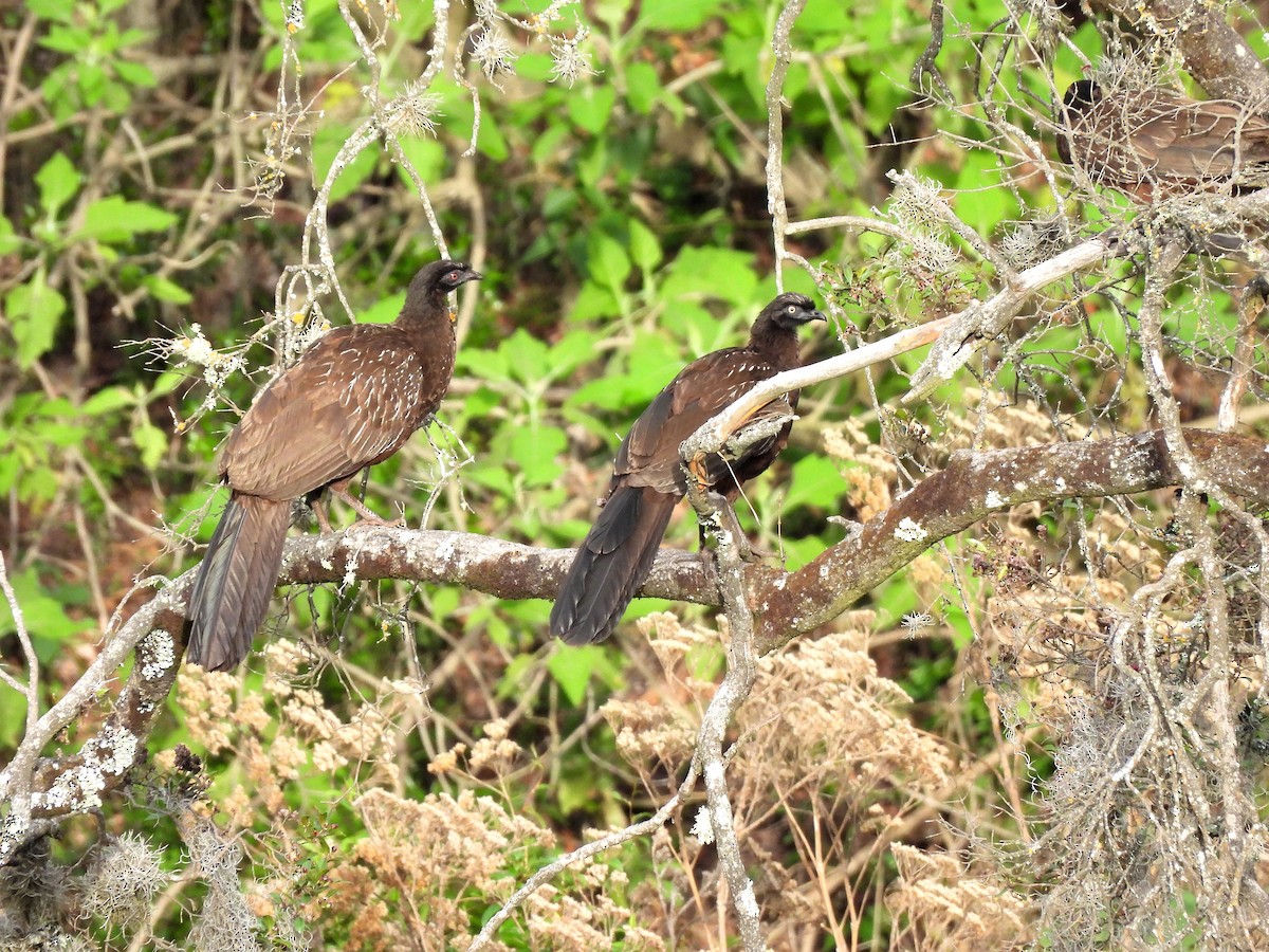 Yungas Guan - ML645347485