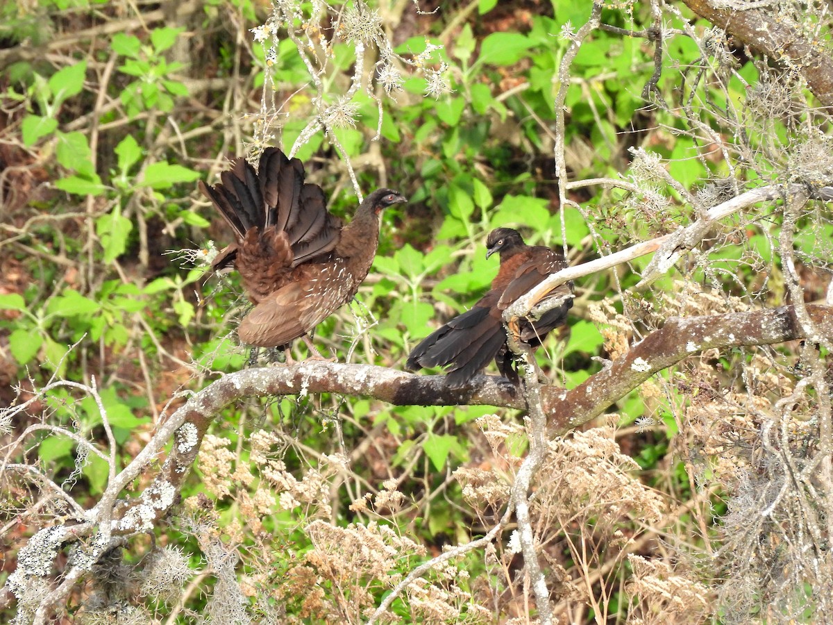 Yungas Guan - ML645347486