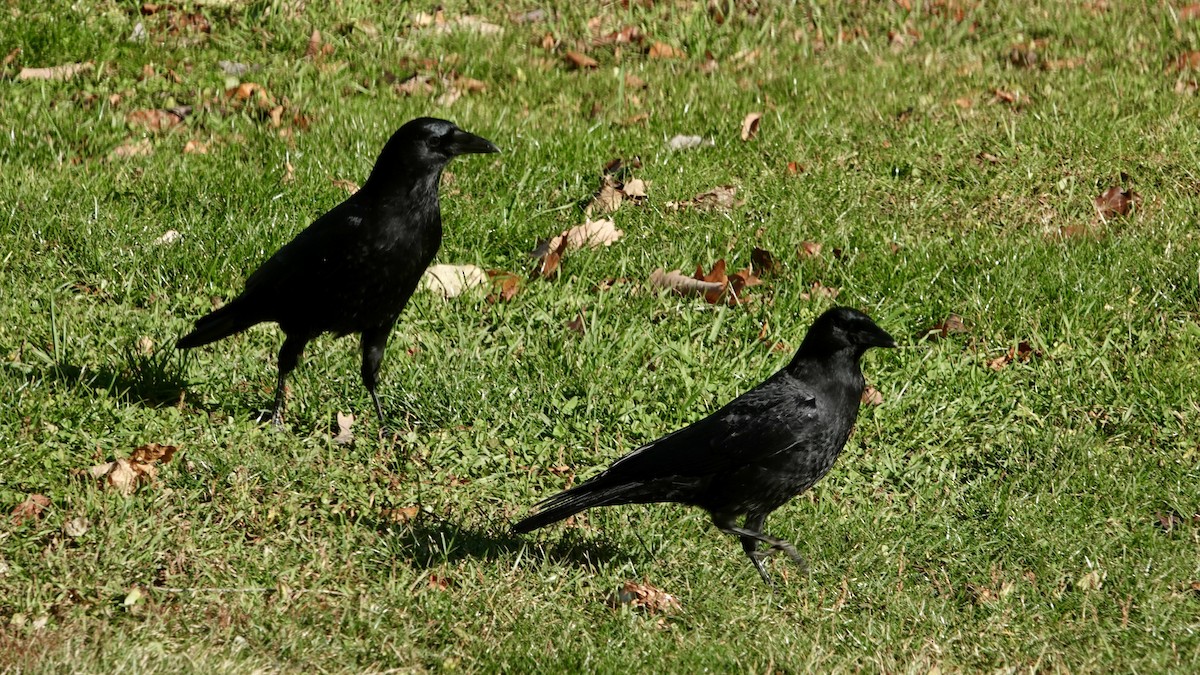 American Crow - ML645347487