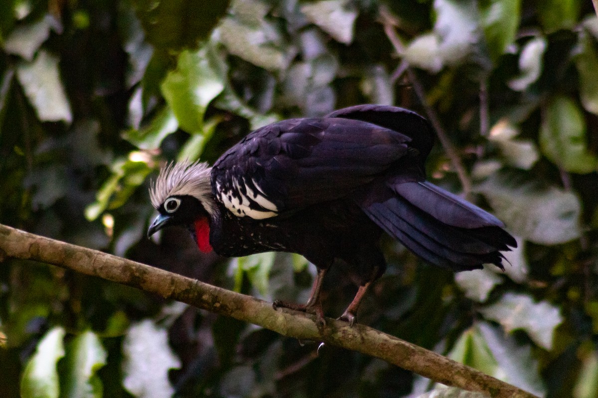 Schwarzmaskenguan - ML645347494