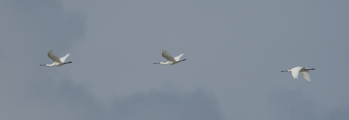 Eurasian Spoonbill - ML645347496