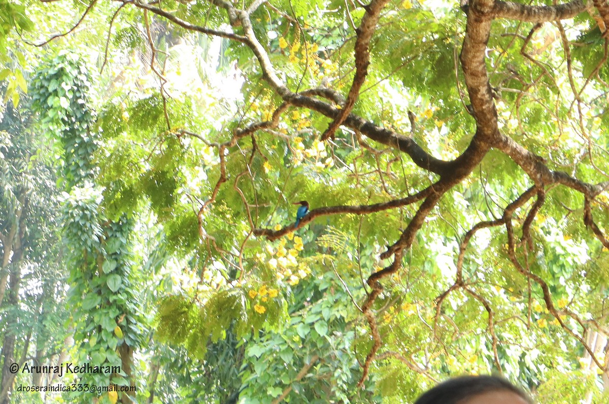 White-throated Kingfisher - ML645347497