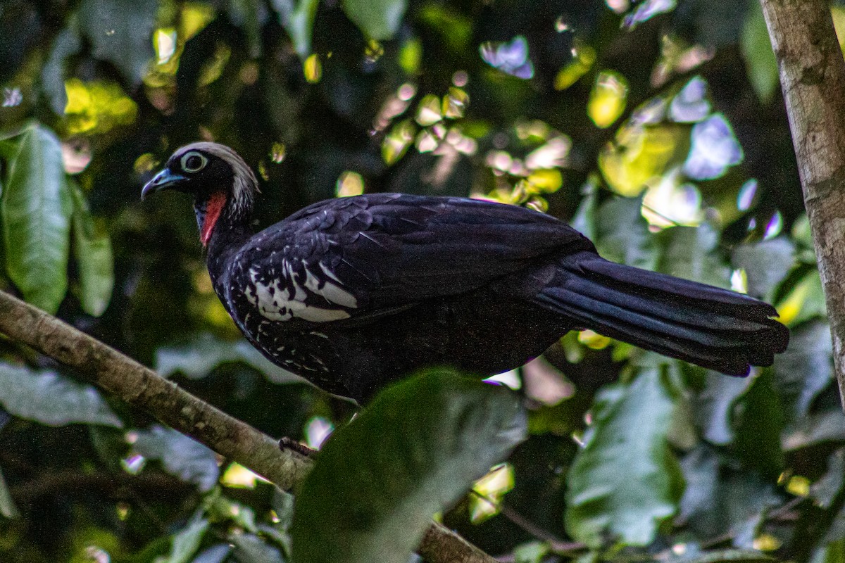 Schwarzmaskenguan - ML645347499