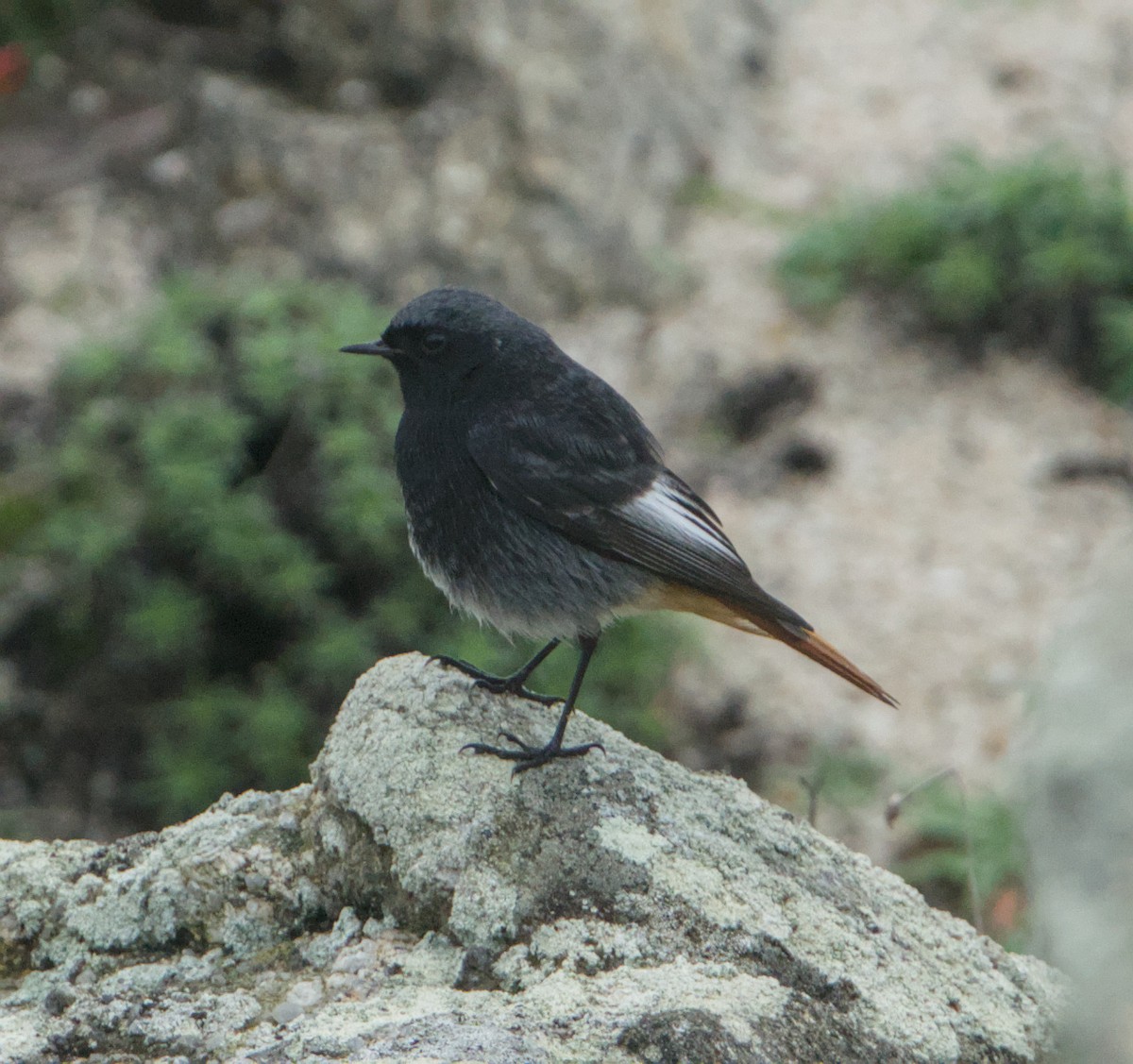 Black Redstart - ML645347500