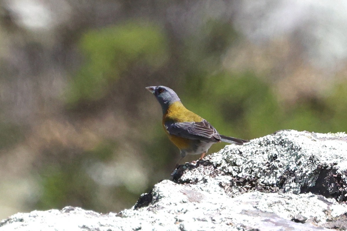 Peru And İspinozu - ML645347504