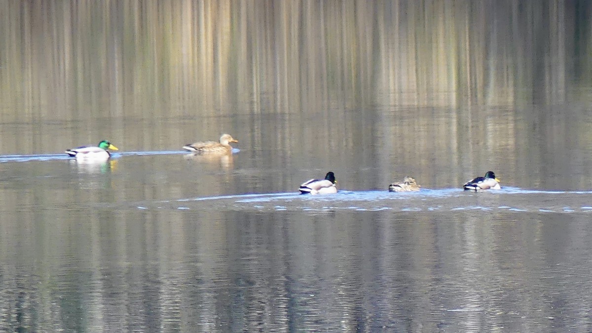 Mallard - ML645347515