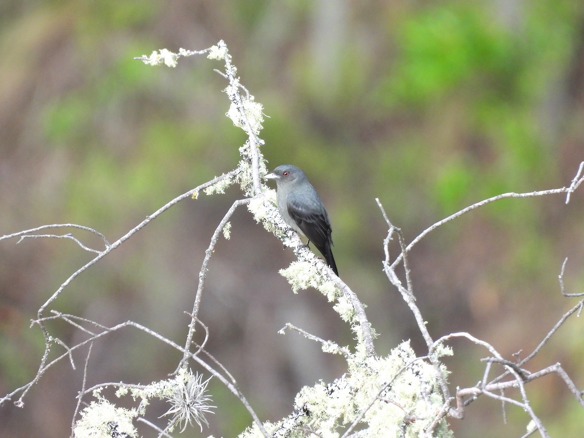 Plumbeous Black-Tyrant - ML645347529