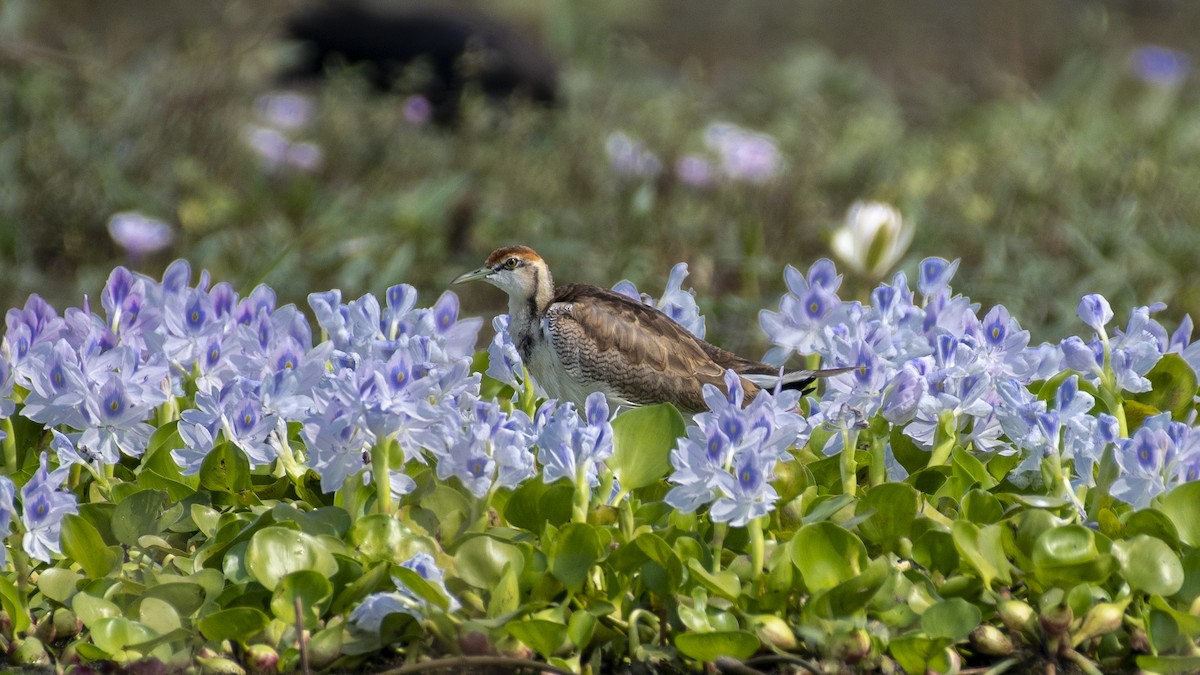 fasanbladhøne - ML645347557