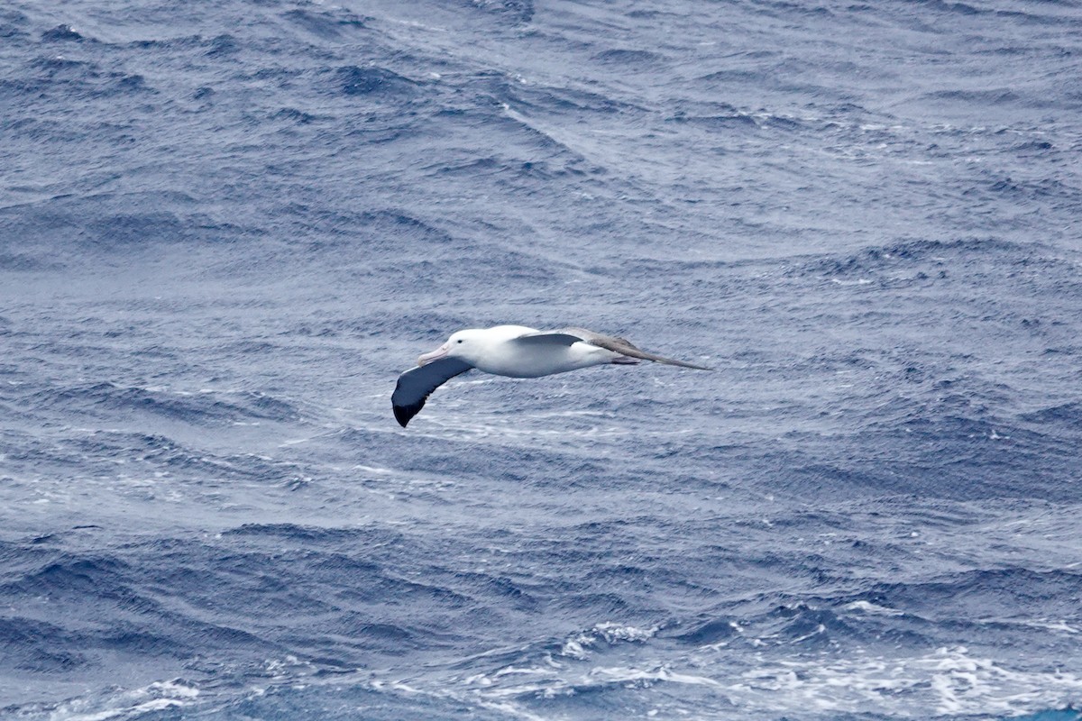 Southern Royal Albatross - ML645347617