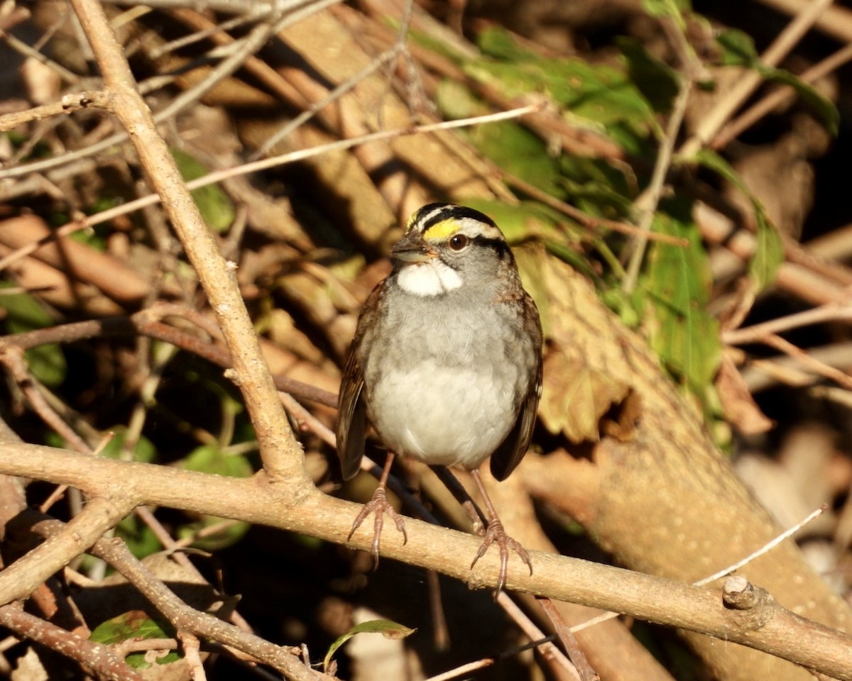 Chingolo Gorjiblanco - ML645347628