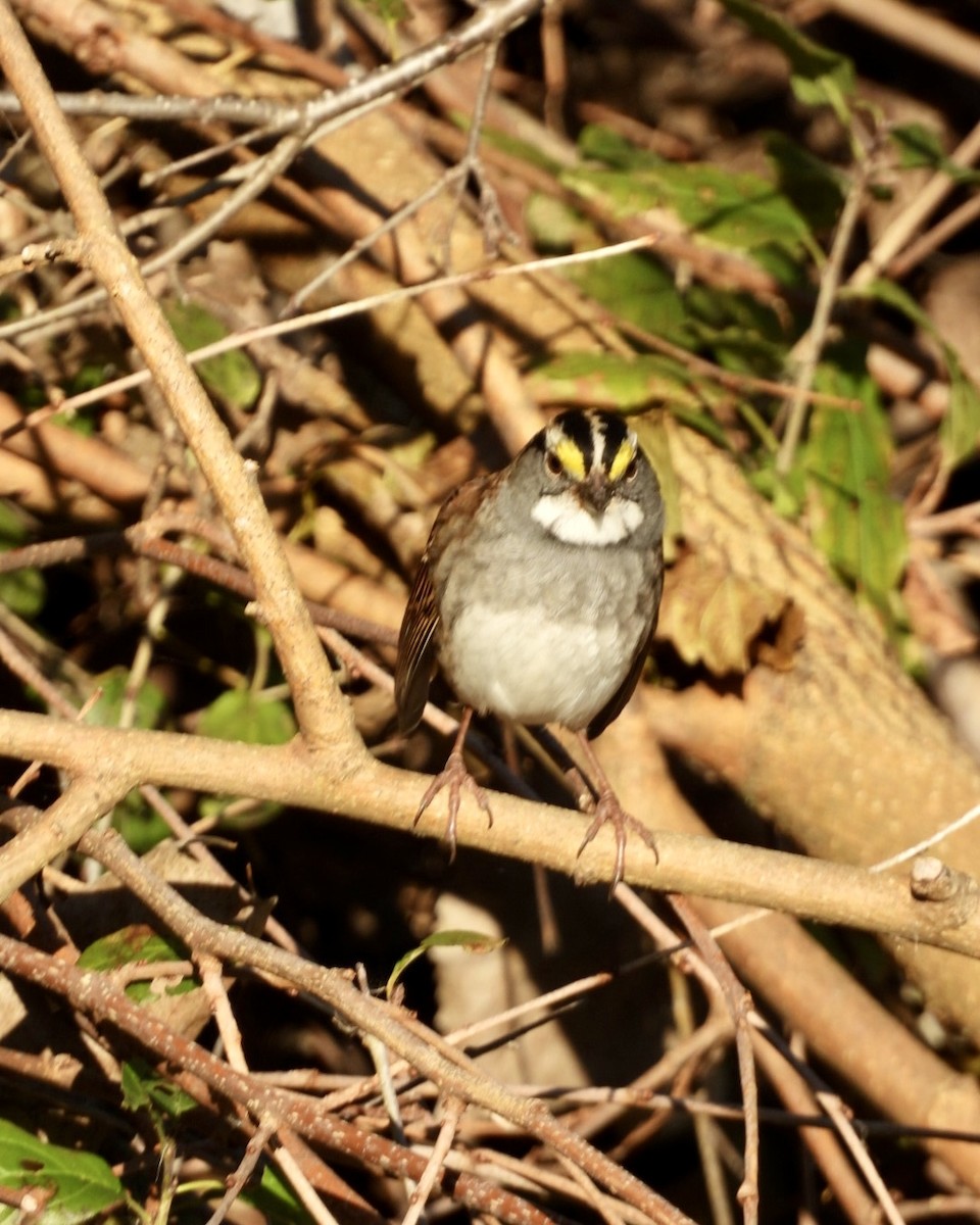 Chingolo Gorjiblanco - ML645347629