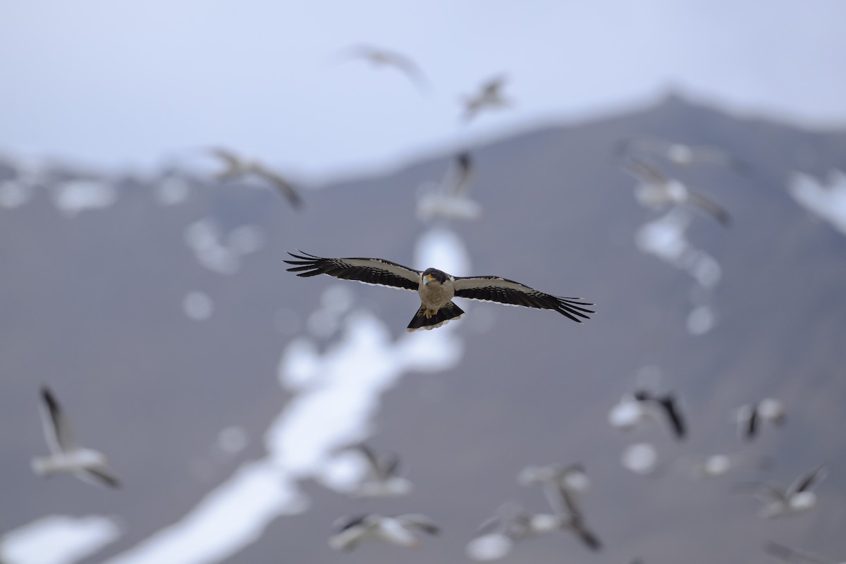 Caracara à gorge blanche - ML645347649