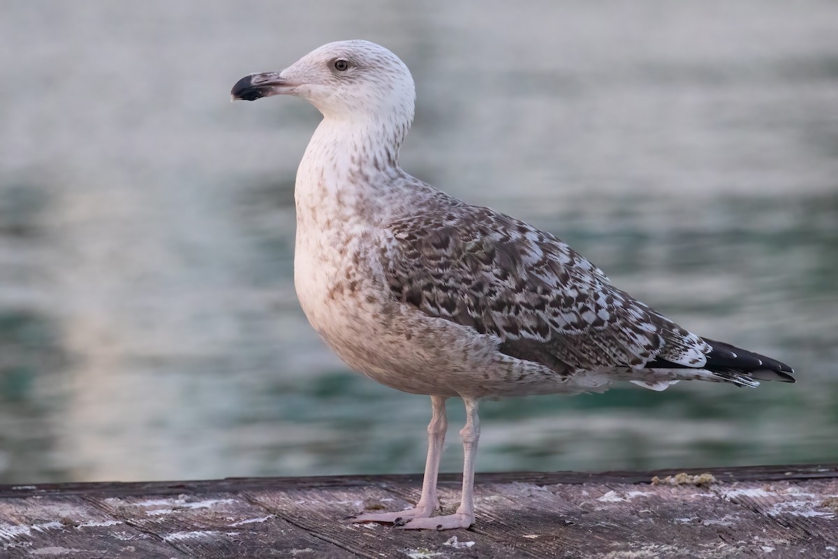 racek mořský - ML645347666