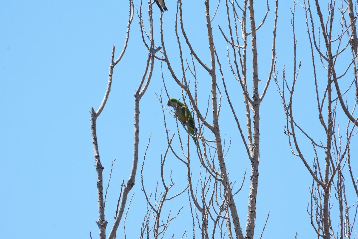 Monk Parakeet - ML645347670