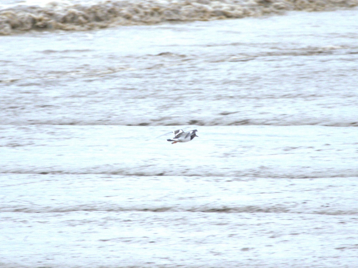 Ruddy Turnstone - ML645347671