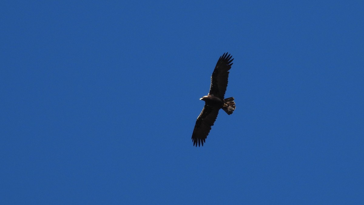 Spanish Eagle - ML645347677