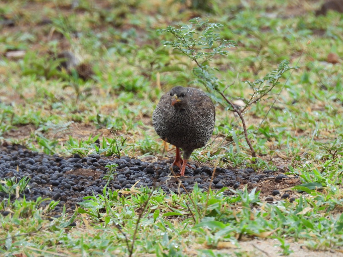 Natal Spurfowl - ML645347680