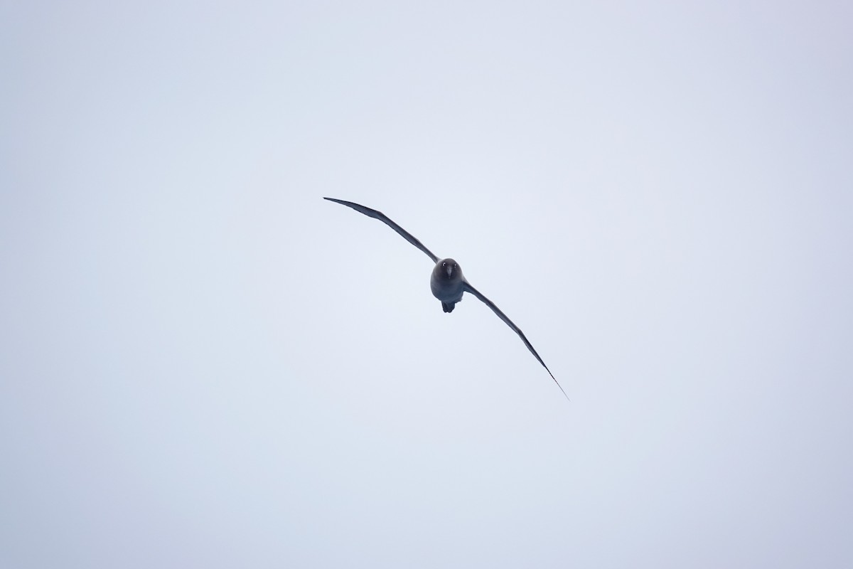 Light-mantled Albatross - ML645347681