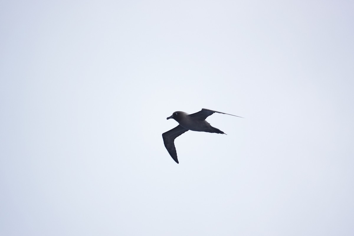 Light-mantled Albatross - ML645347682