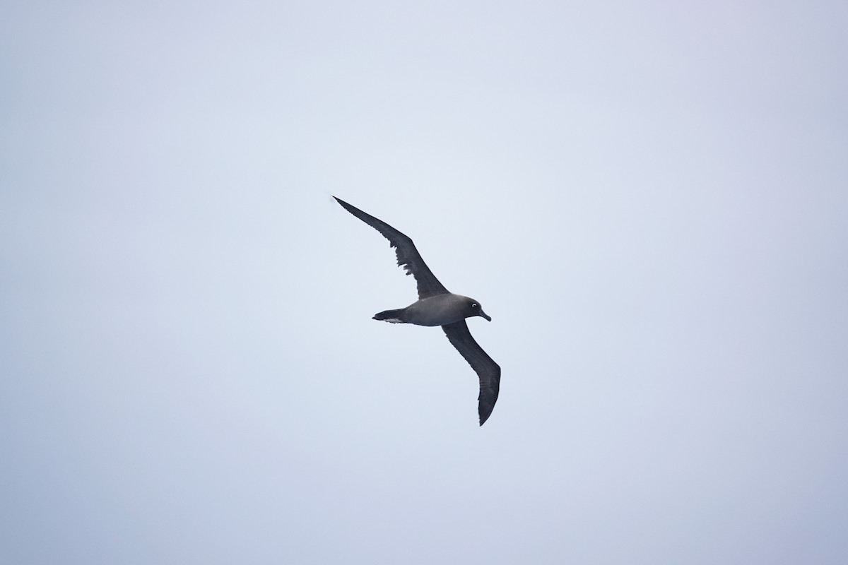Light-mantled Albatross - ML645347683
