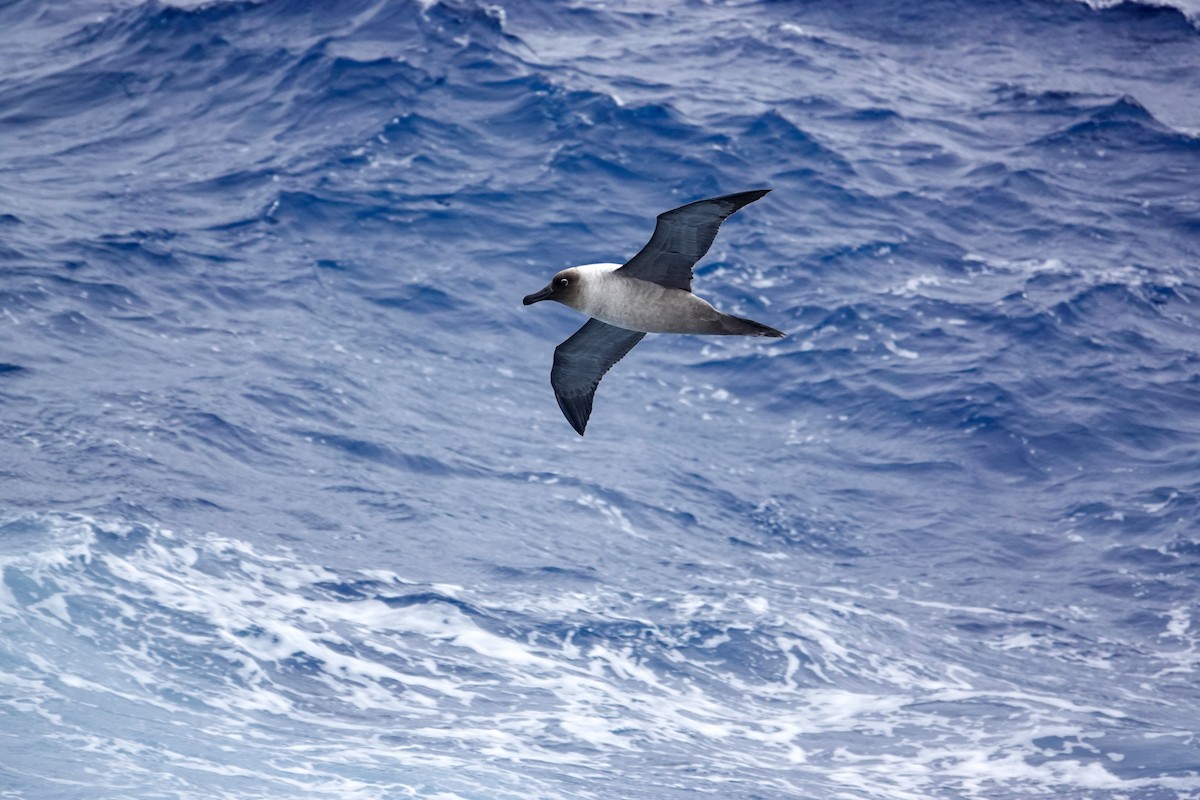 Light-mantled Albatross - ML645347686