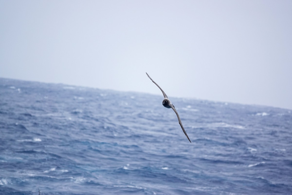 Light-mantled Albatross - ML645347687