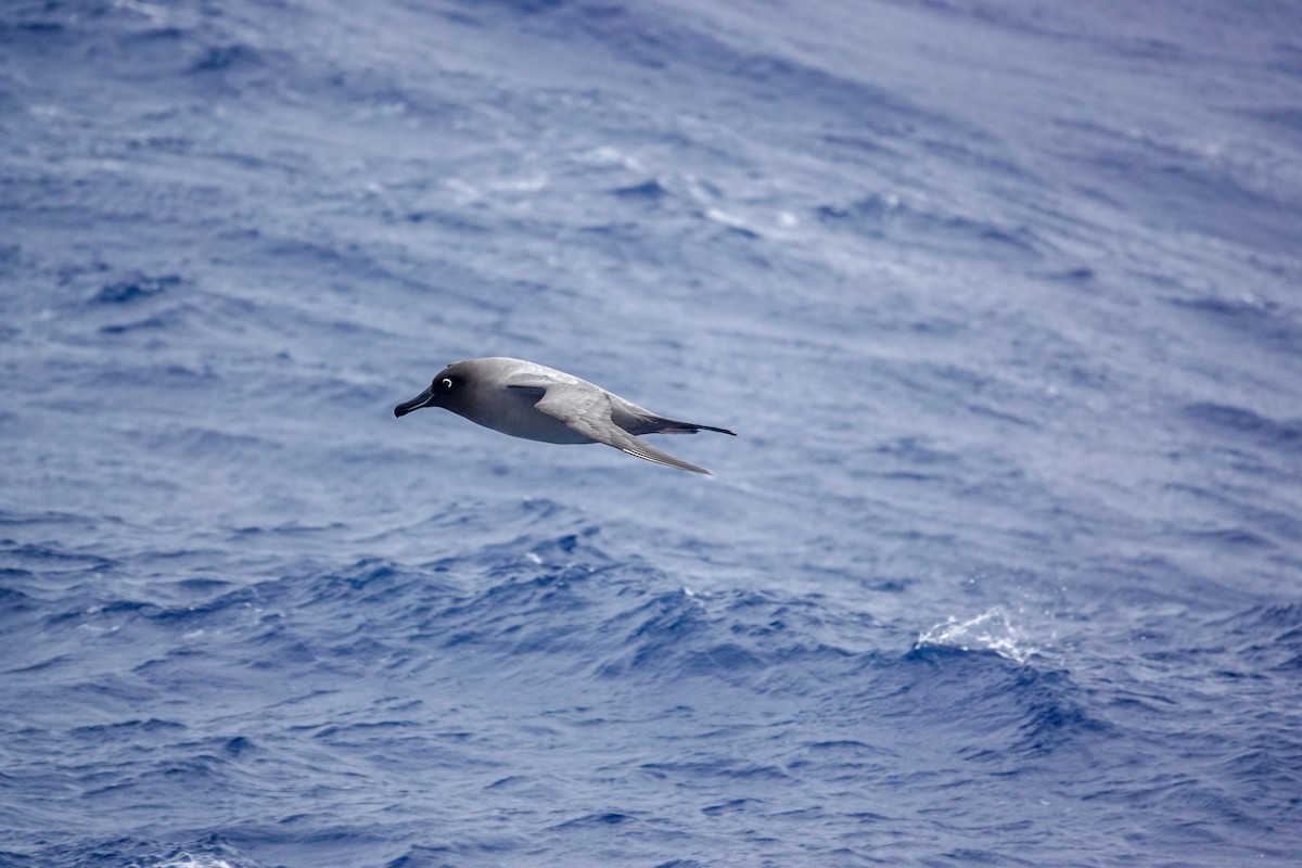 Light-mantled Albatross - ML645347688