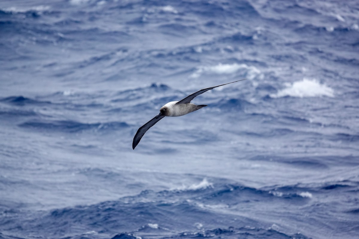 Light-mantled Albatross - ML645347689