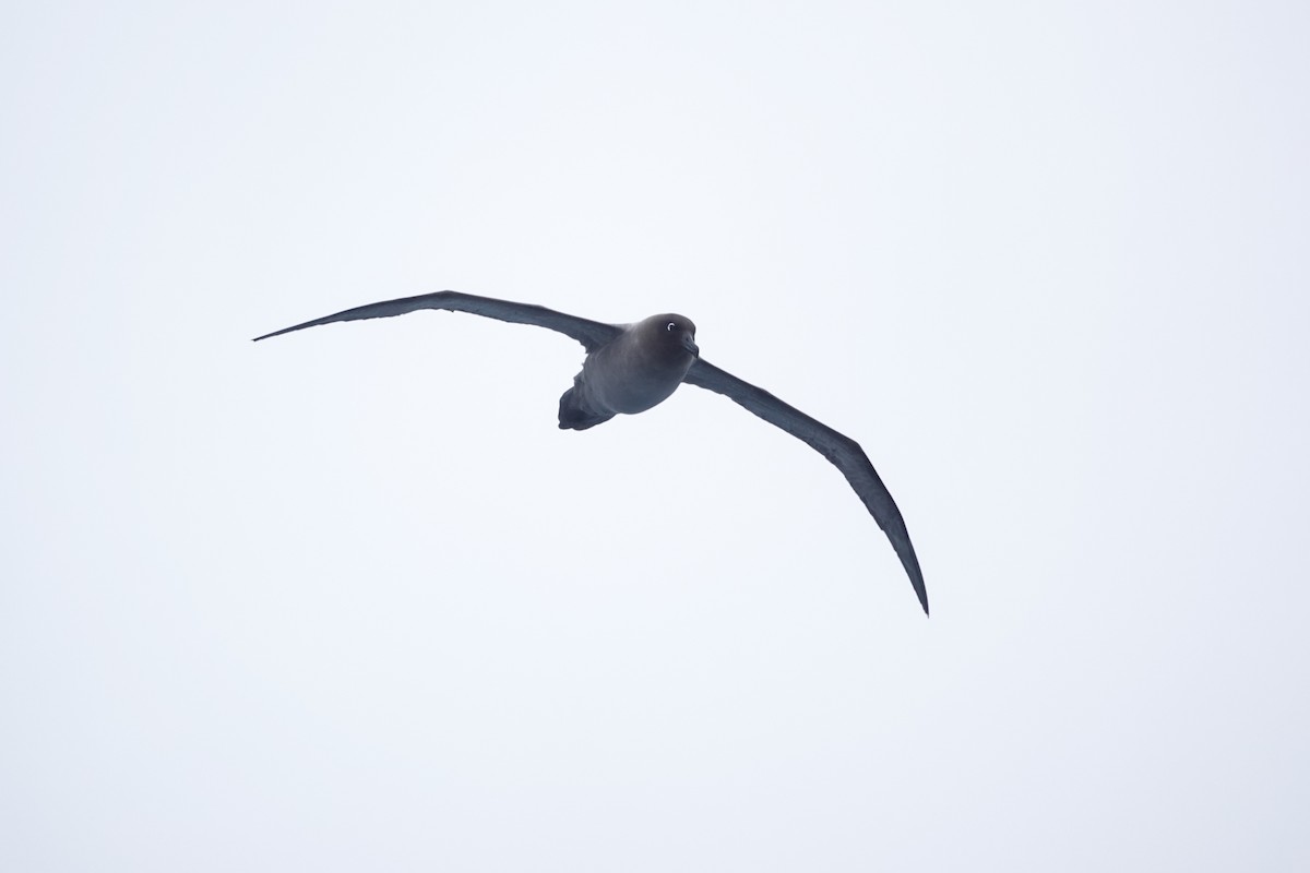 Light-mantled Albatross - ML645347690