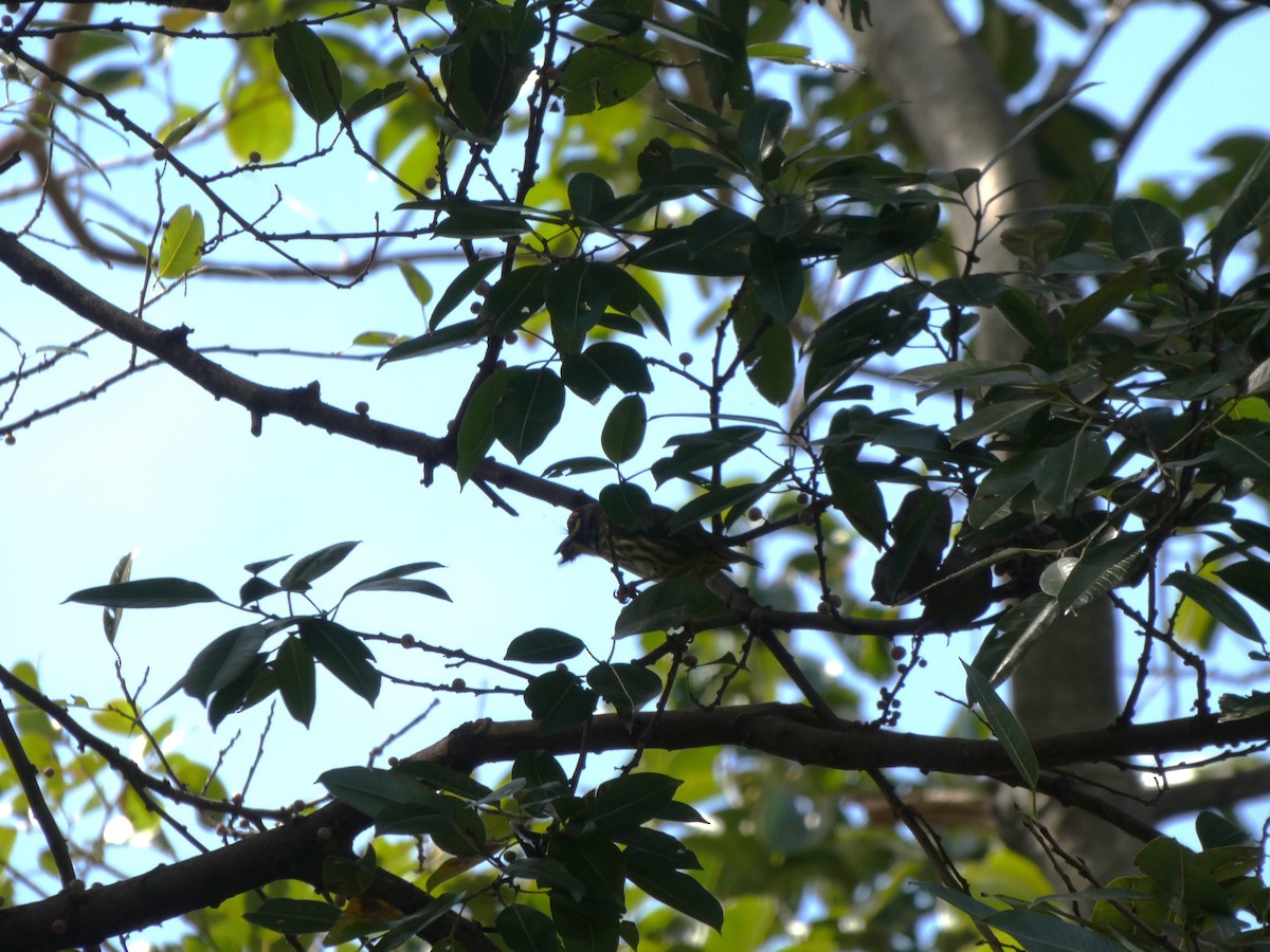 Coppersmith Barbet - ML645347691