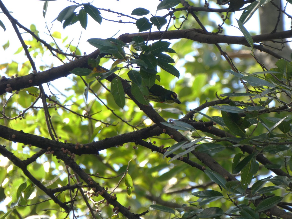 Coppersmith Barbet - ML645347692