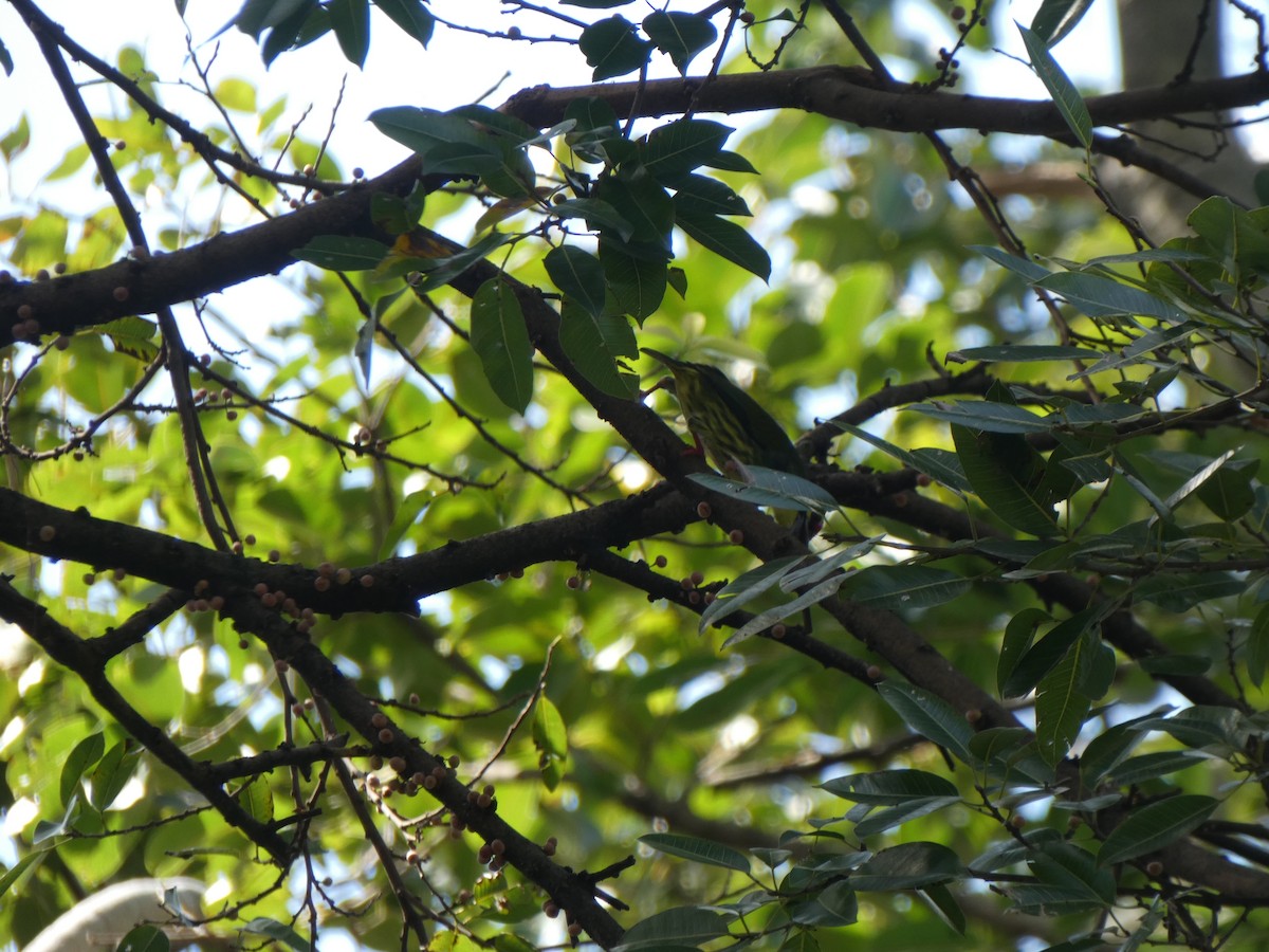 Coppersmith Barbet - ML645347693