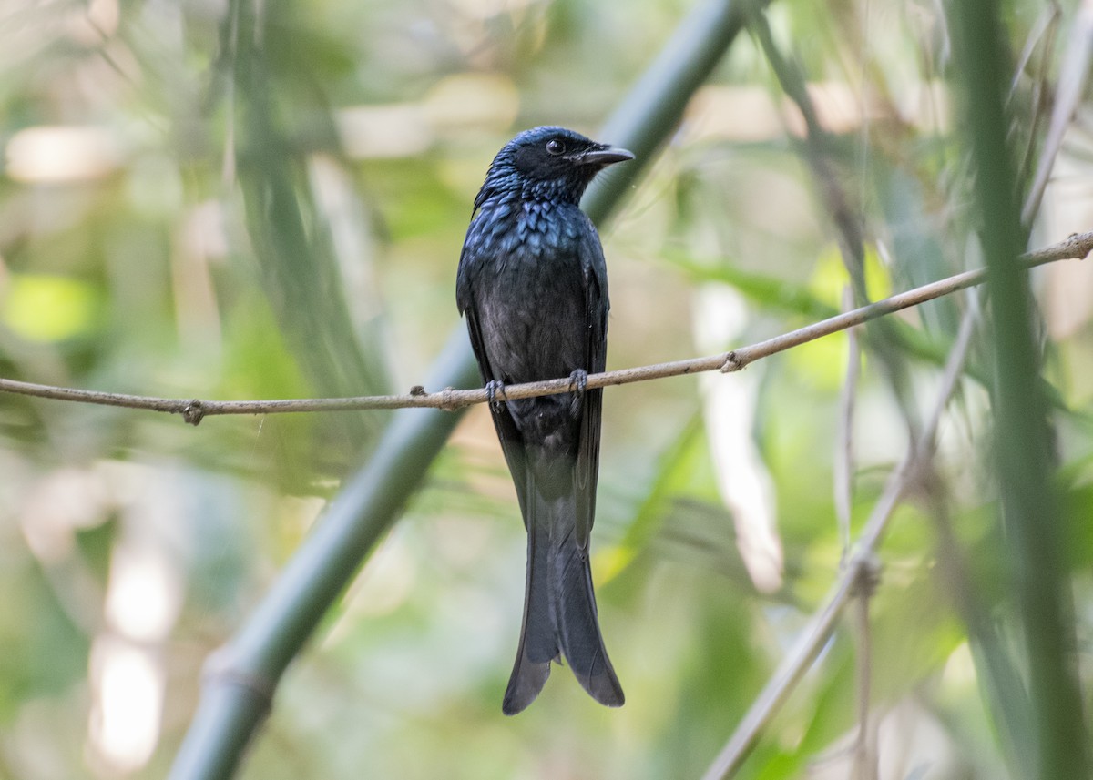 Bronzed Drongo - ML645347694