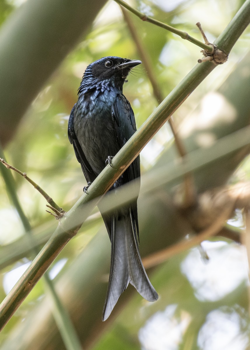 Bronzed Drongo - ML645347695